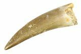 Fossil Plesiosaur (Zarafasaura) Tooth - Morocco #297928-1